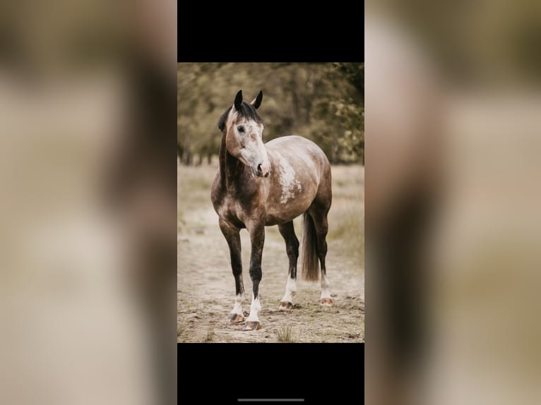 Westfaal Merrie 6 Jaar 167 cm Brown Falb schimmel in AhausAhaus