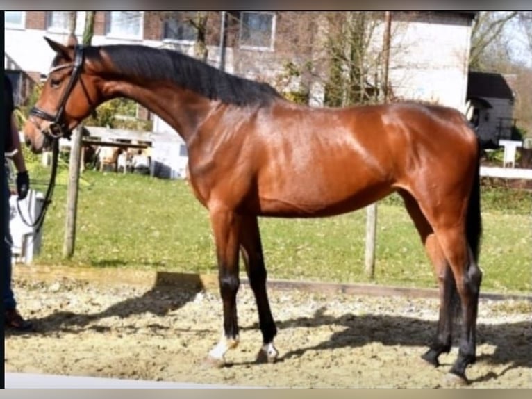 Westfaal Merrie 6 Jaar 167 cm Bruin in Neuss