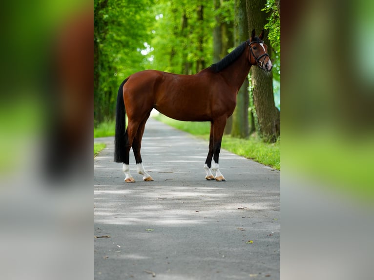 Westfaal Merrie 6 Jaar 167 cm Bruin in Lienen