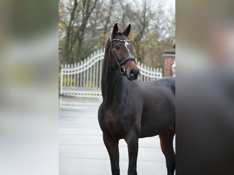 Westfaal Merrie 6 Jaar 167 cm Bruin in RosendahlRosendahl