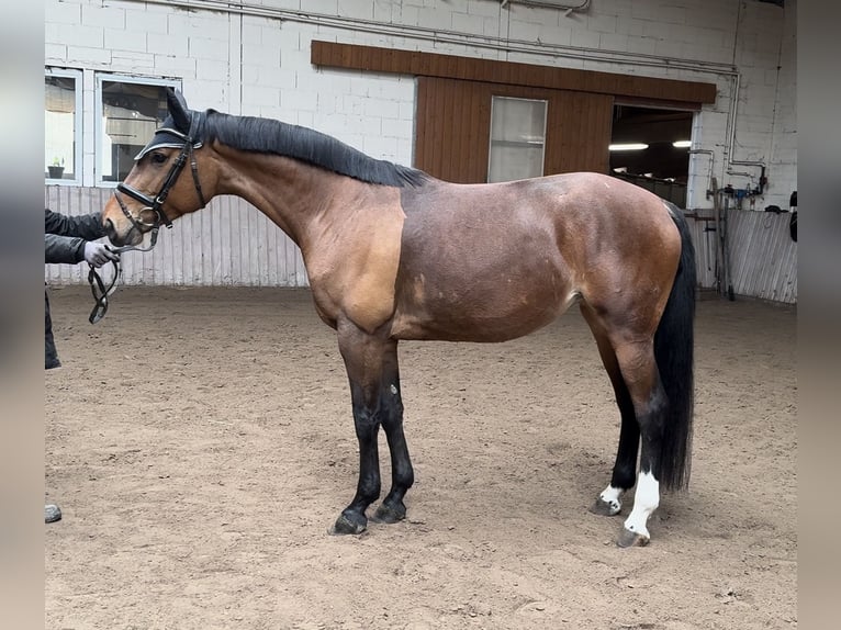 Westfaal Merrie 6 Jaar 167 cm Bruin in Schenklengsfeld