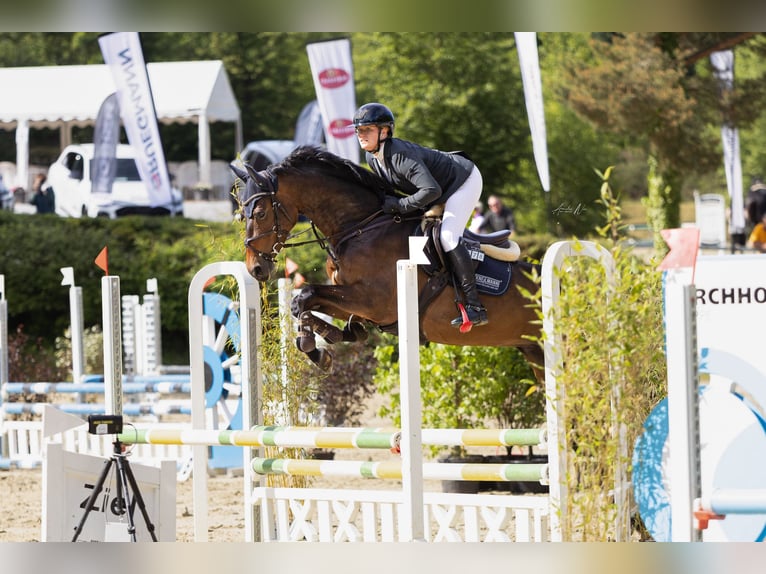 Westfaal Merrie 6 Jaar 167 cm Bruin in Fröndenberg