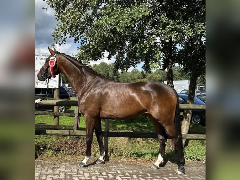 Westfaal Merrie 6 Jaar 167 cm Donkerbruin in M&#xFC;nster