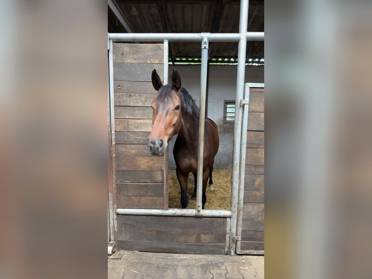 Westfaal Merrie 6 Jaar 167 cm Donkerbruin in Wietmarschen