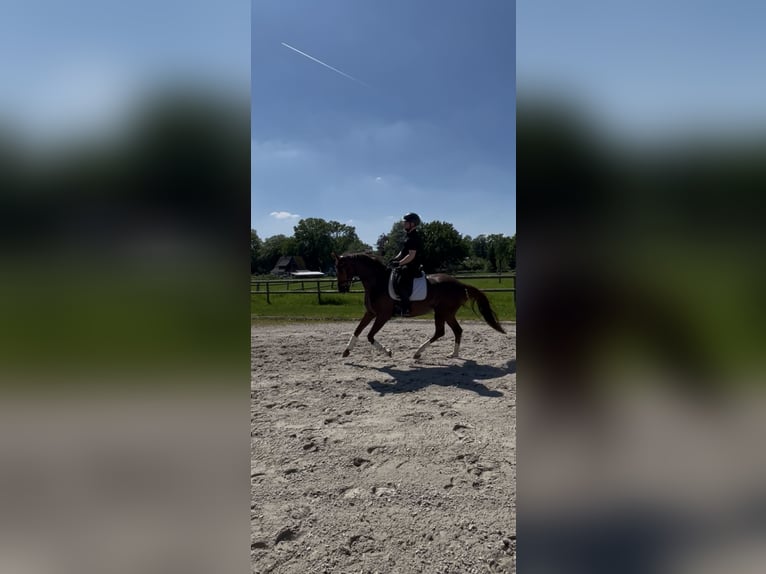 Westfaal Merrie 6 Jaar 167 cm Donkere-vos in IbbenbürenIbbenbüren