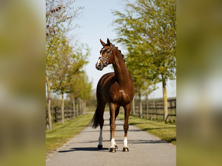 Westfaal Merrie 6 Jaar 167 cm Donkere-vos in Diepholz