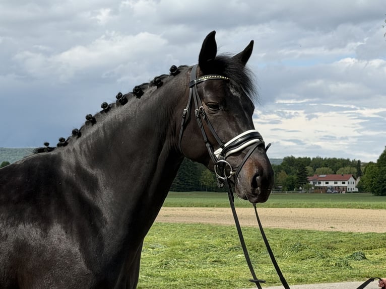 Westfaal Merrie 6 Jaar 167 cm Zwart in Riedlingen