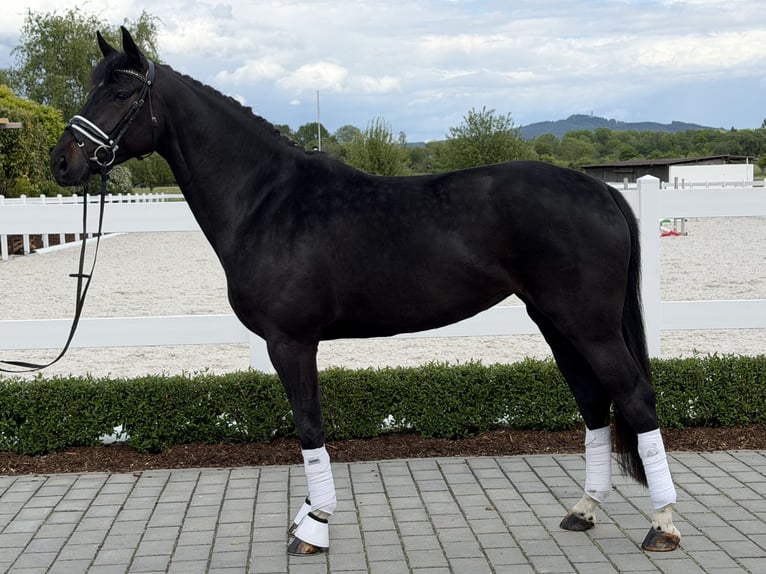 Westfaal Merrie 6 Jaar 167 cm Zwart in Riedlingen
