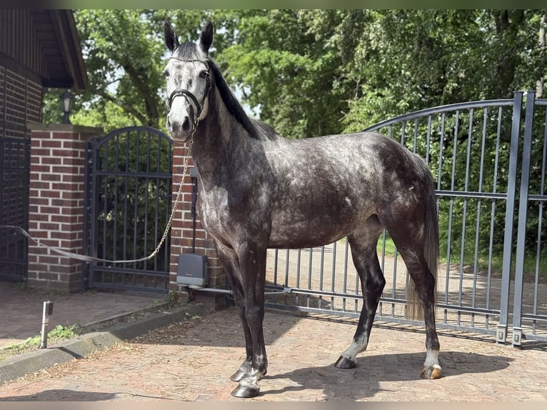 Westfaal Merrie 6 Jaar 168 cm Appelschimmel in Münster