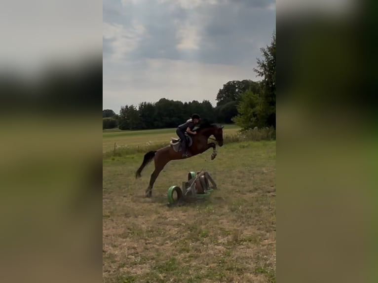 Westfaal Merrie 6 Jaar 168 cm Bruin in Harsewinkel