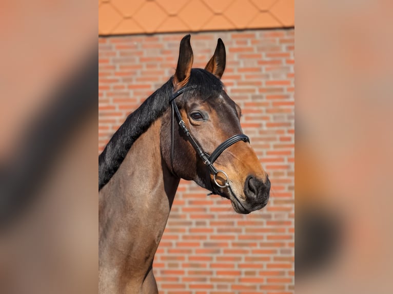 Westfaal Merrie 6 Jaar 168 cm Bruin in wietze