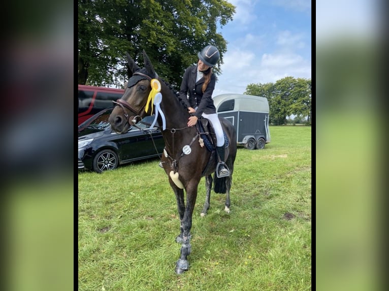 Westfaal Merrie 6 Jaar 168 cm Donkerbruin in Erkelenz