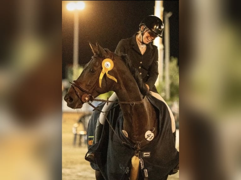 Westfaal Merrie 6 Jaar 168 cm Donkerbruin in Erkelenz