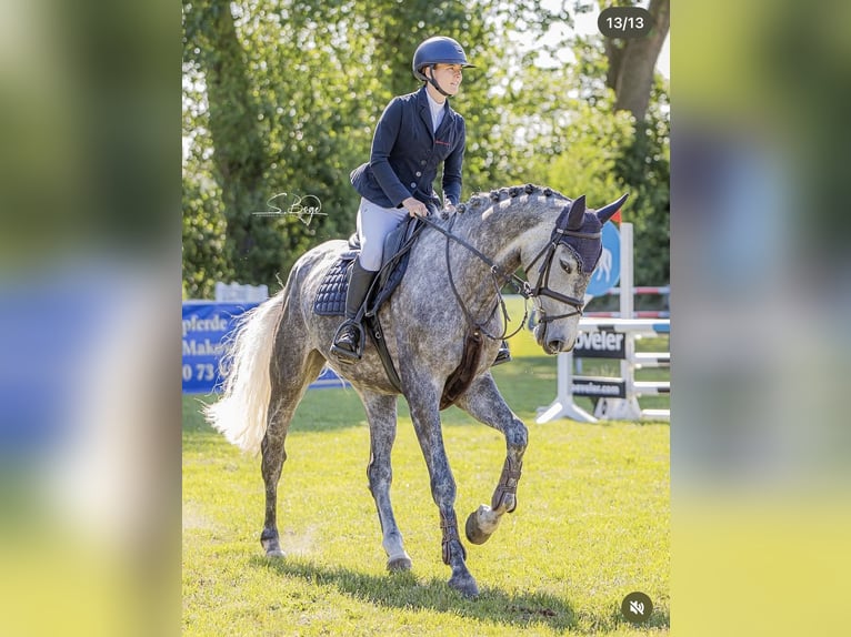 Westfaal Merrie 6 Jaar 168 cm Schimmel in Krembz