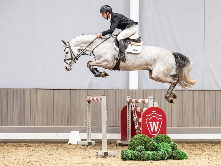Westfaal Merrie 6 Jaar 168 cm Schimmel in Münster-Handorf