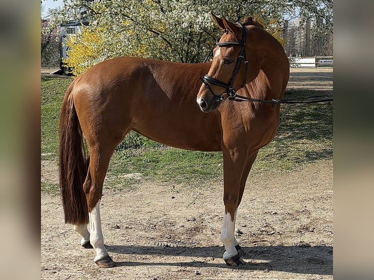 Westfaal Merrie 6 Jaar 168 cm Vos in Darmstadt