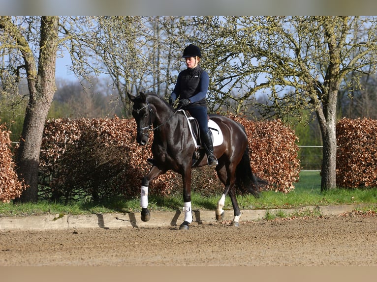 Westfaal Merrie 6 Jaar 168 cm Zwart in Hörstel