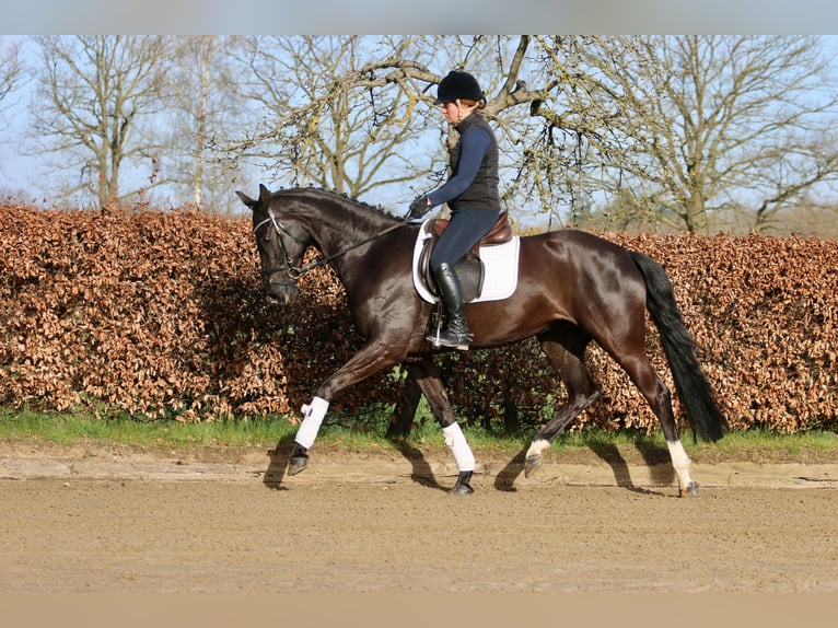 Westfaal Merrie 6 Jaar 168 cm Zwart in Hörstel
