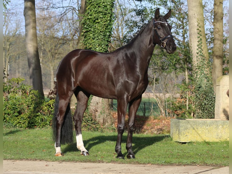Westfaal Merrie 6 Jaar 168 cm Zwart in Hörstel