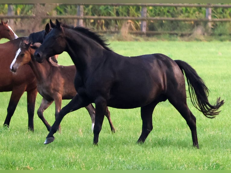 Westfaal Merrie 6 Jaar 168 cm Zwart in Greven