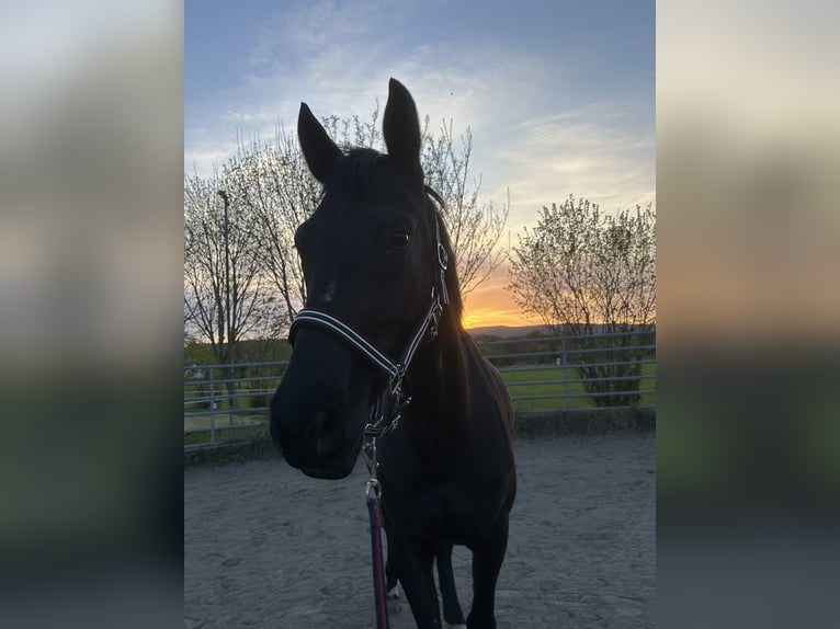 Westfaal Merrie 6 Jaar 168 cm Zwart in Sankt Goar