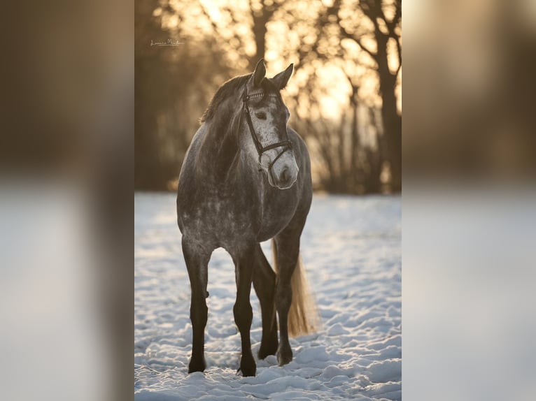 Westfaal Merrie 6 Jaar 168 cm Zwartschimmel in Willich
