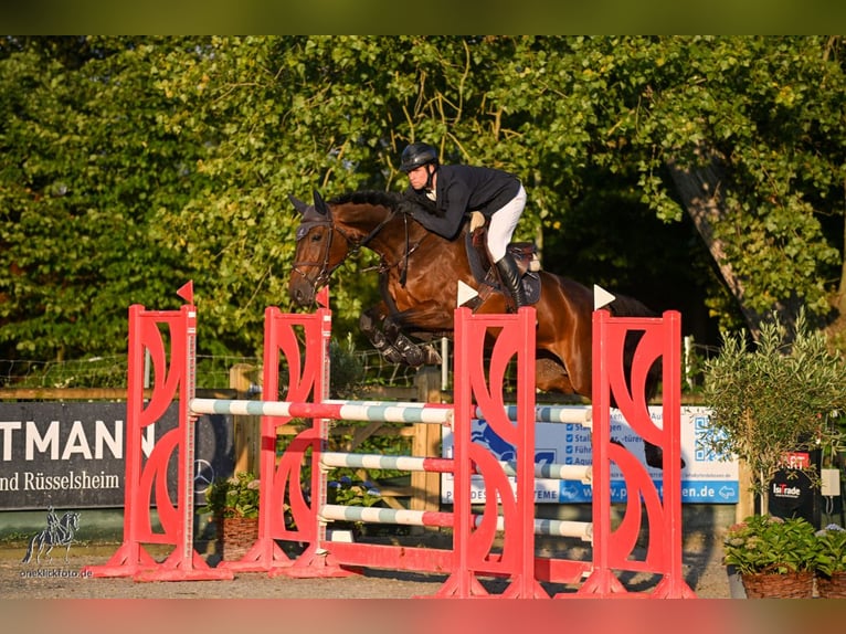 Westfaal Merrie 6 Jaar 169 cm Bruin in Uedem