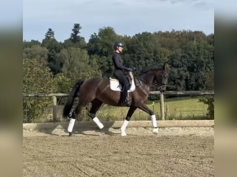 Westfaal Merrie 6 Jaar 170 cm Bruin in Eching