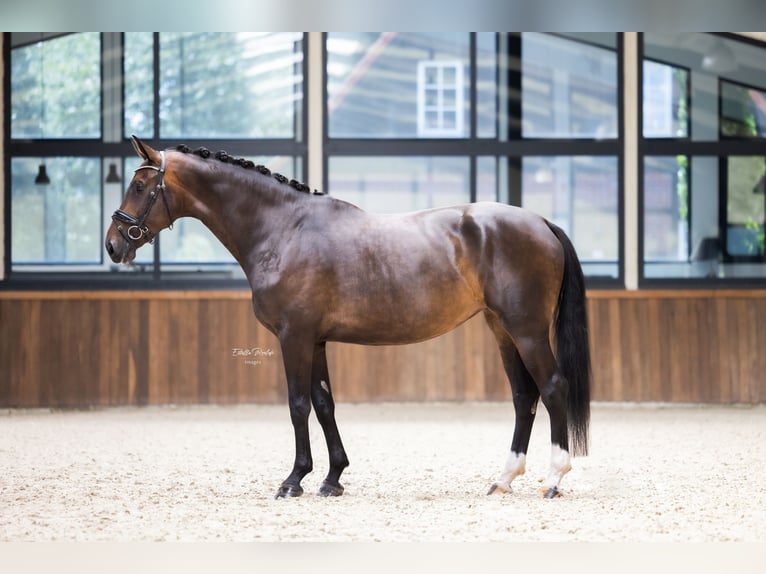 Westfaal Merrie 6 Jaar 170 cm Bruin in Hörstel