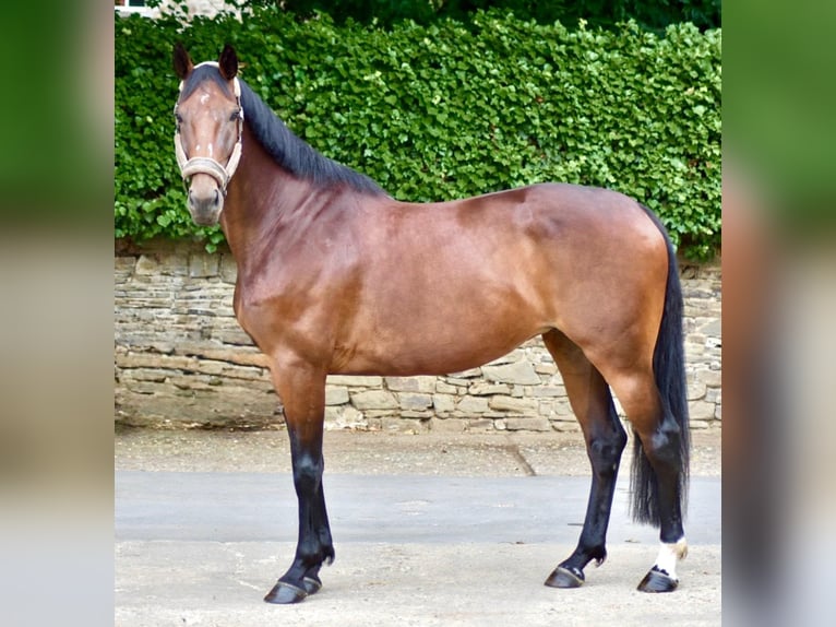 Westfaal Merrie 6 Jaar 170 cm Bruin in Ratingen