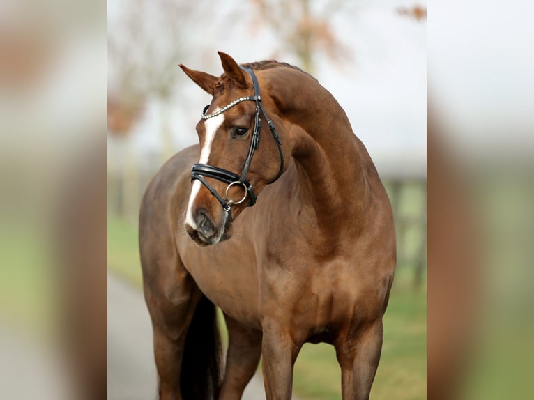 Westfaal Merrie 6 Jaar 170 cm Donkere-vos in Diepholz