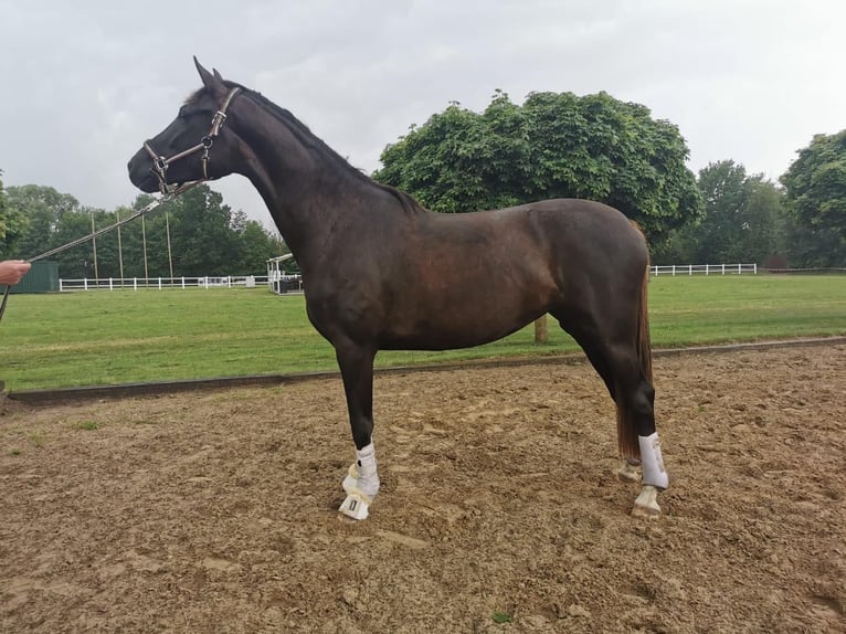 Westfaal Merrie 6 Jaar 170 cm Donkere-vos in L&#xFC;btheen