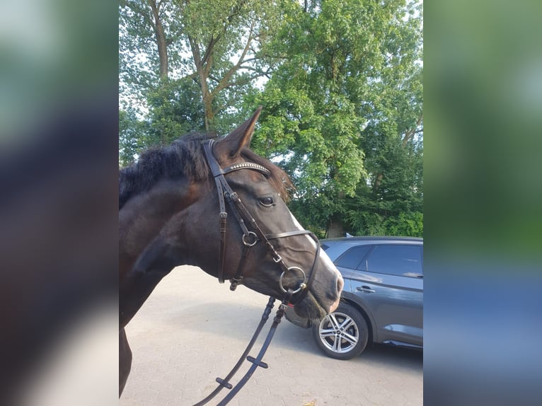 Westfaal Merrie 6 Jaar 170 cm Donkere-vos in L&#xFC;btheen