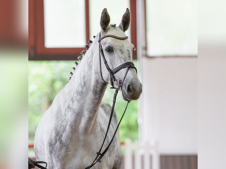 Westfaal Merrie 6 Jaar 170 cm Schimmel in Münster-Handorf