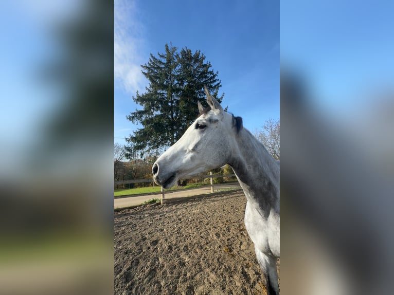 Westfaal Merrie 6 Jaar 172 cm Appelschimmel in Bad Dürrheim