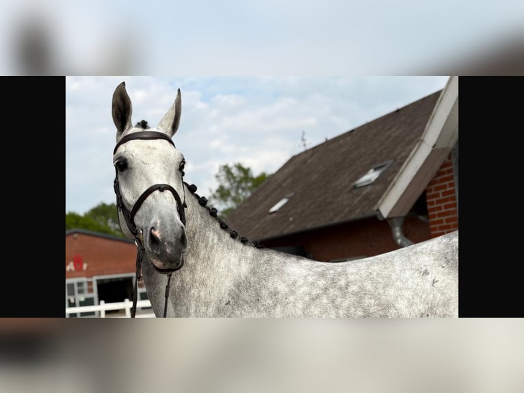 Westfaal Merrie 6 Jaar 172 cm Appelschimmel in Lohne (Oldenburg)