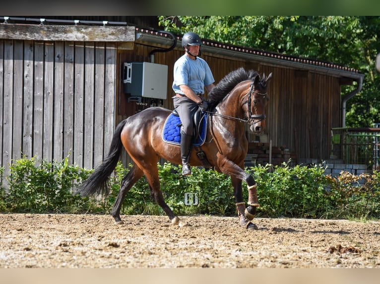 Westfaal Merrie 6 Jaar 172 cm Bruin in Greven