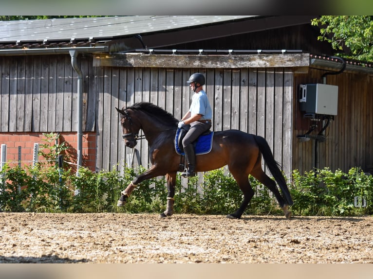 Westfaal Merrie 6 Jaar 172 cm Bruin in Greven