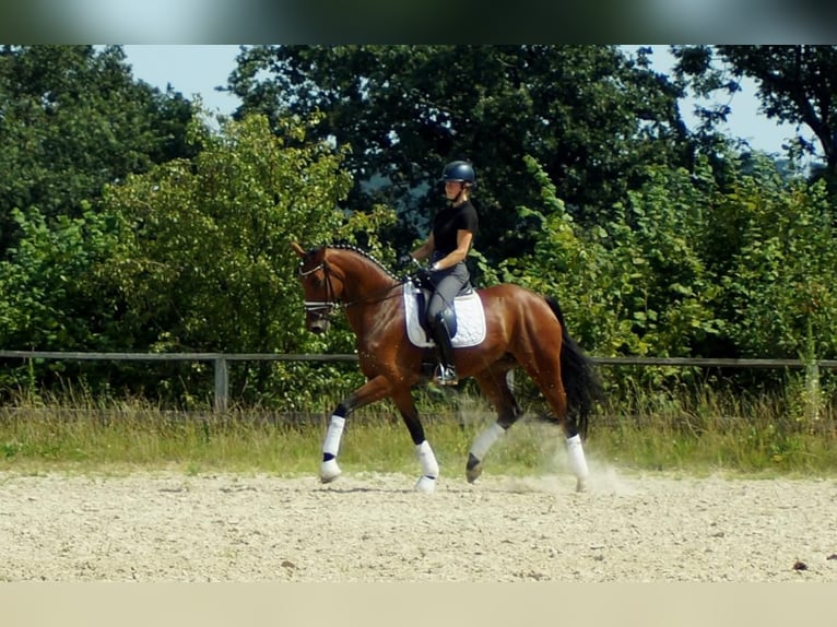 Westfaal Merrie 6 Jaar 172 cm Bruin in Iserlohn