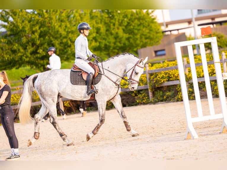 Westfaal Merrie 6 Jaar 172 cm Schimmel in Kronenberg