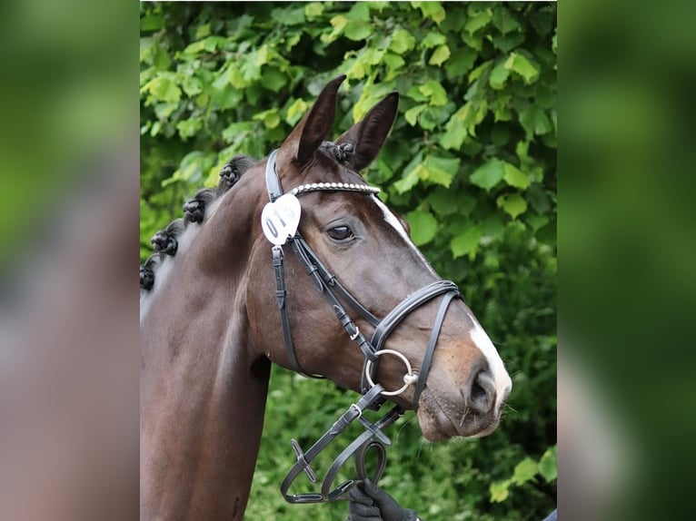 Westfaal Merrie 6 Jaar 172 cm Zwartbruin in Barntrup