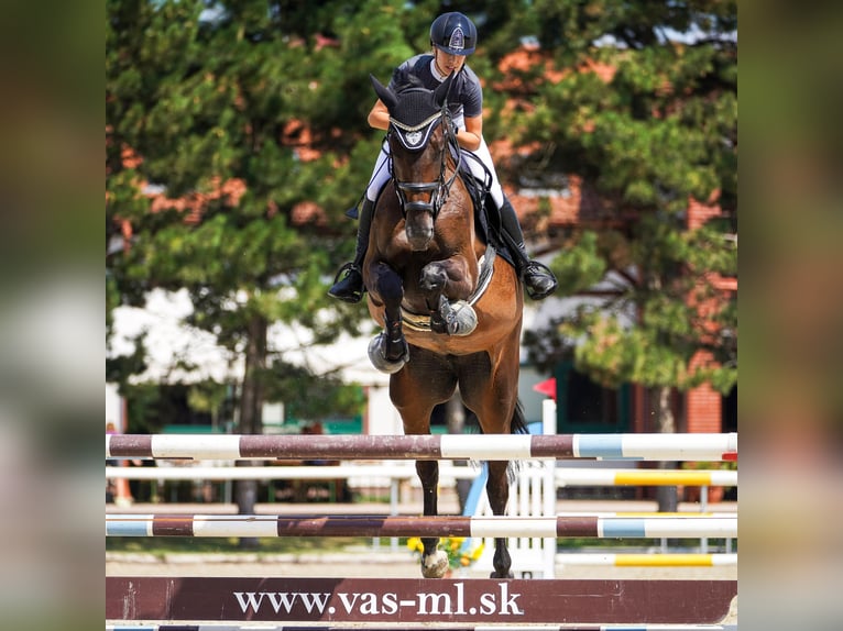 Westfaal Merrie 6 Jaar 173 cm Bruin in Mote&#x161;ice