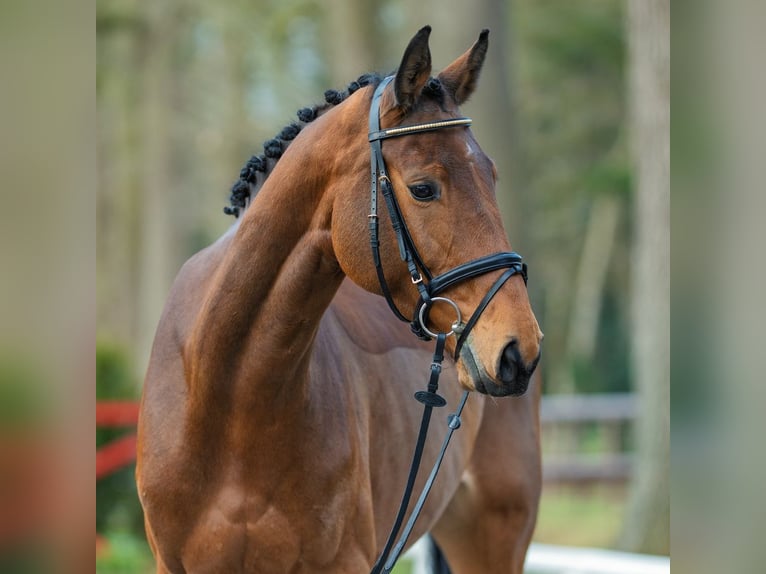 Westfaal Merrie 6 Jaar 173 cm Bruin in Münster-Handorf