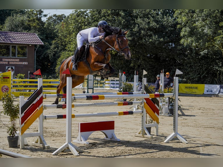 Westfaal Merrie 6 Jaar 175 cm Bruin in Hürtgenwald