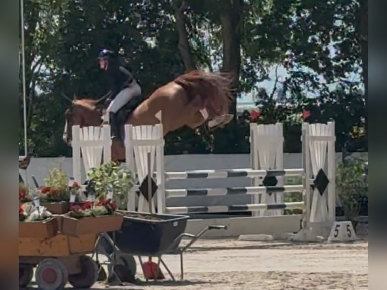 Westfaal Merrie 6 Jaar 175 cm Vos in Neunkirchen-Seelscheid