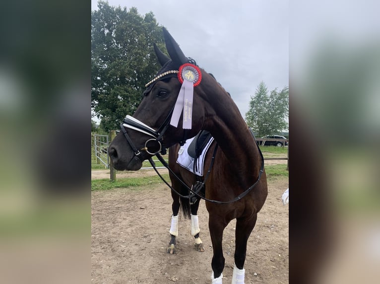 Westfaal Merrie 6 Jaar 175 cm Zwart in Essen