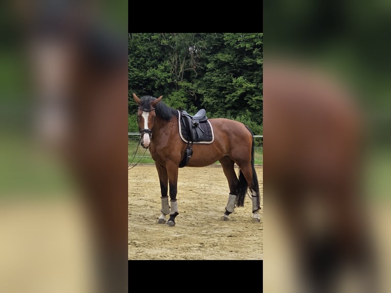 Westfaal Merrie 6 Jaar 180 cm Bruin in Halle