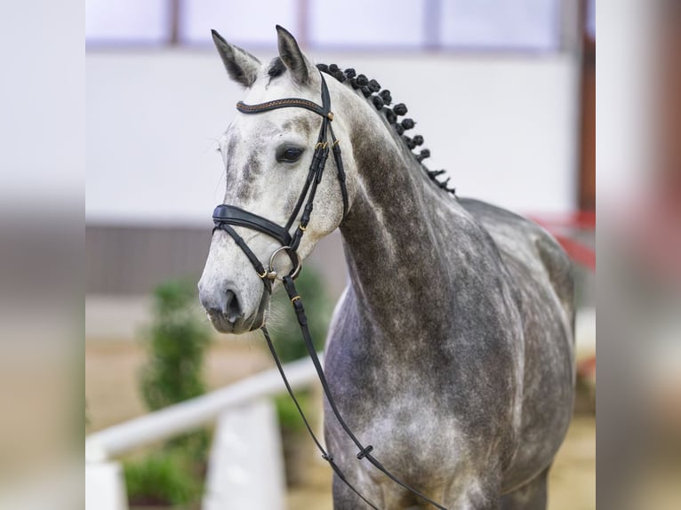 Westfaal Merrie 6 Jaar Schimmel in Münster-Handorf