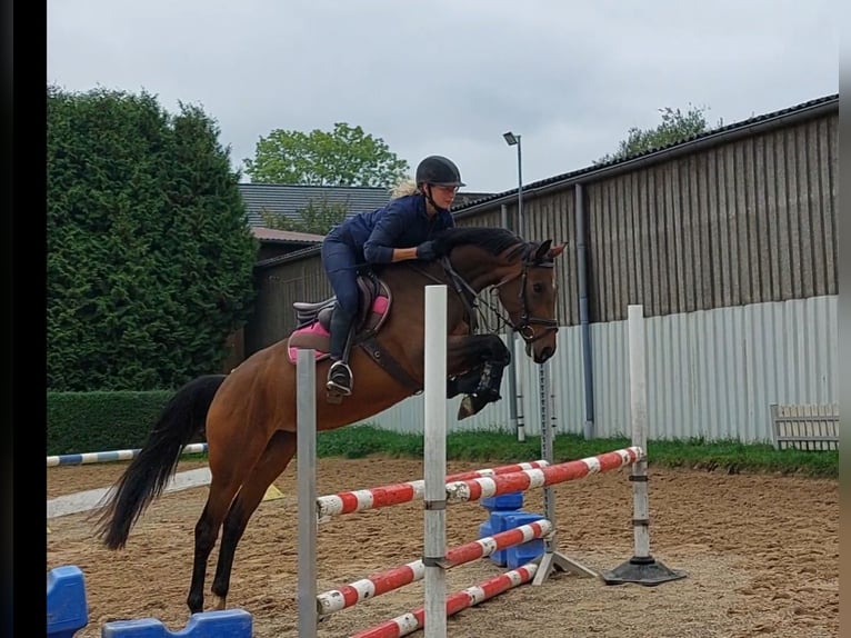 Westfaal Merrie 7 Jaar 158 cm Bruin in Freudenberg