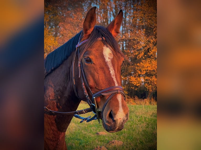 Westfaal Merrie 7 Jaar 160 cm Bruin in Sehlen